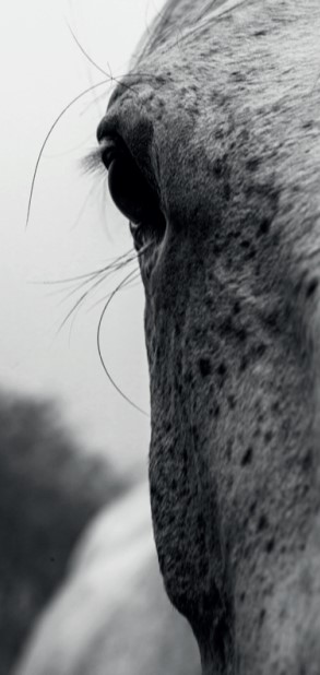 Horse2 - Horst Becker