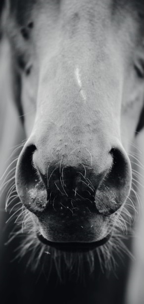 horse1 - Horst Becker