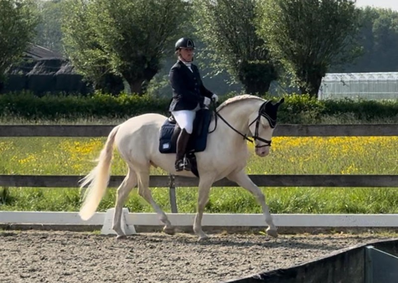 Lusitano Meister 1 - Horst Becker