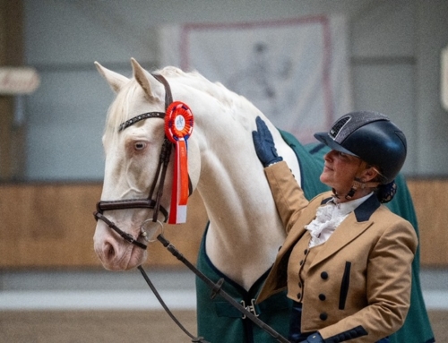 Holländischer Lusitano Dressur Meisterin 2024