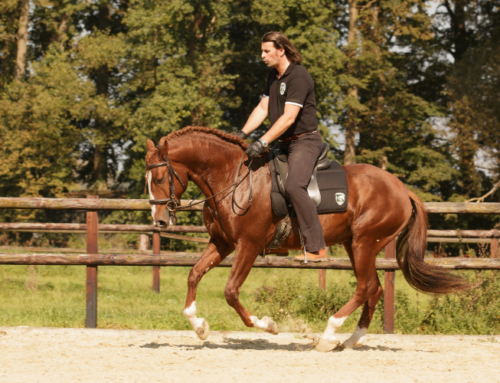 Remonte – Workshop 2